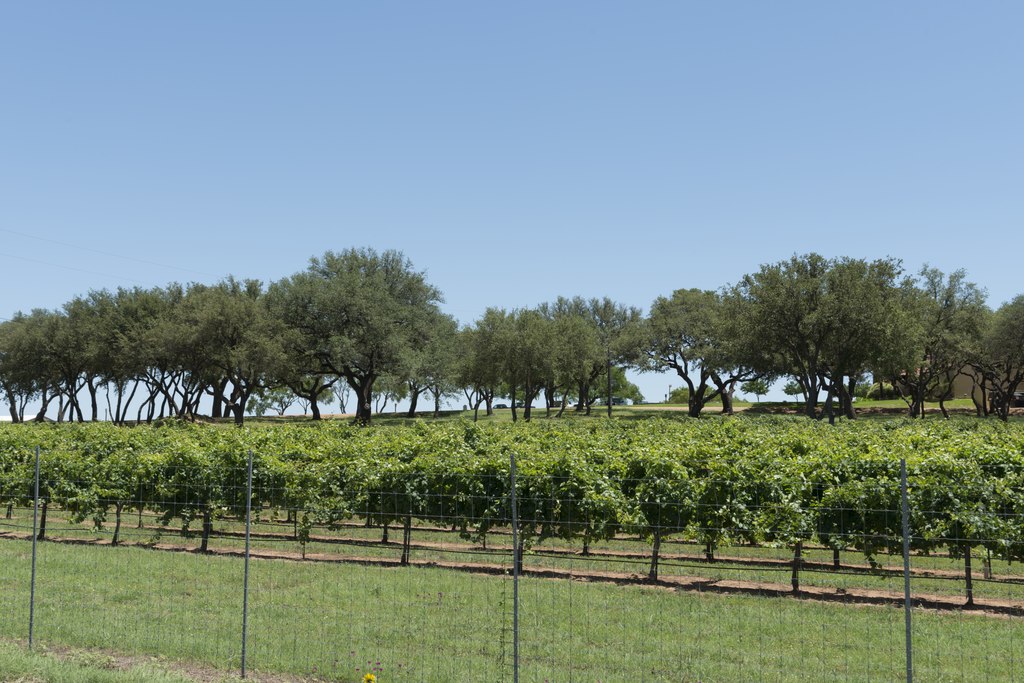 Hotel a Fredericksburg Winery