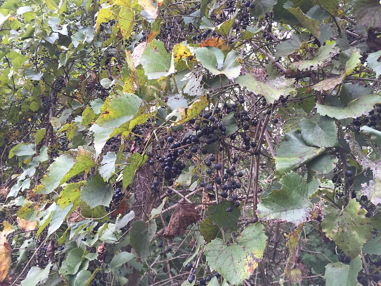 Holiday rentals Stone Oak