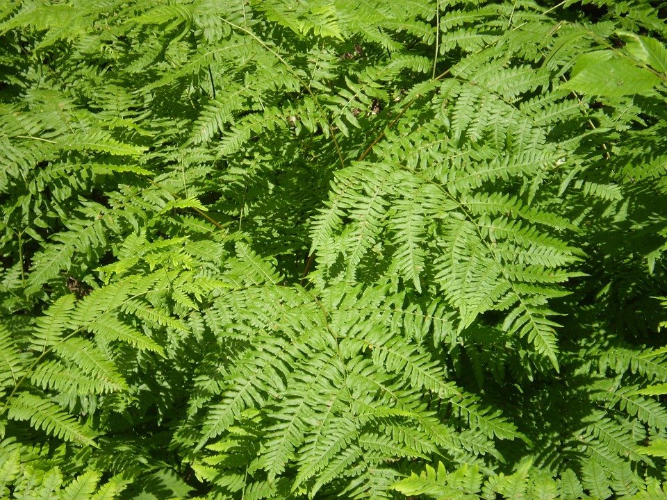Hotel a Verdure