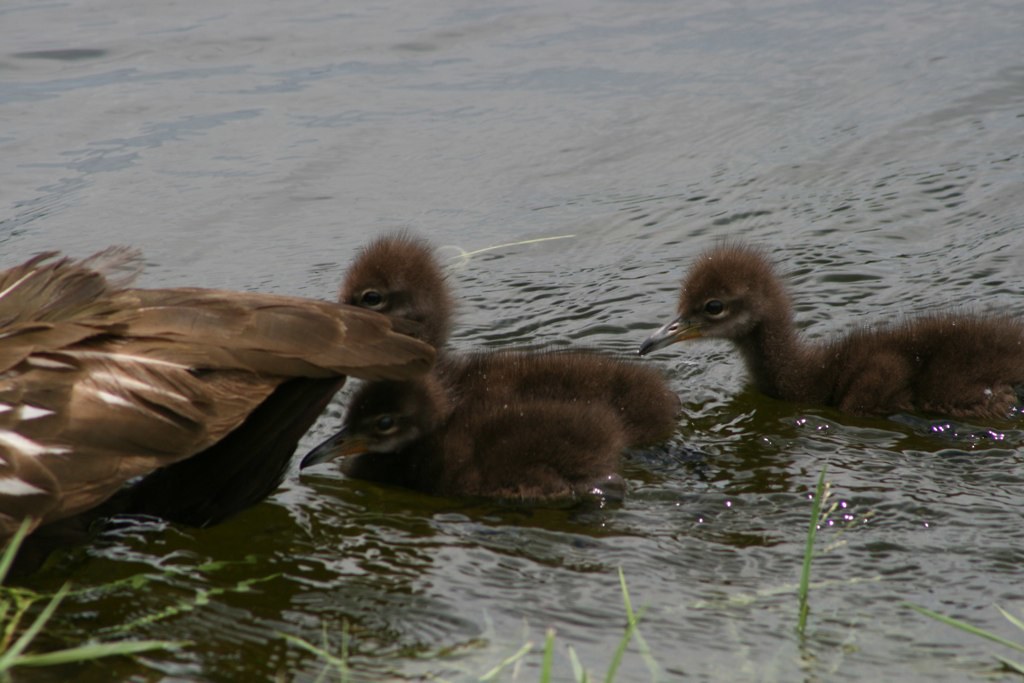 Holiday rentals Chicks Beach