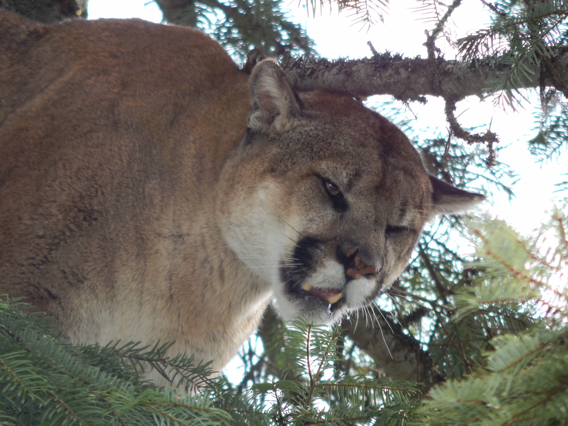Holiday rentals Cougar