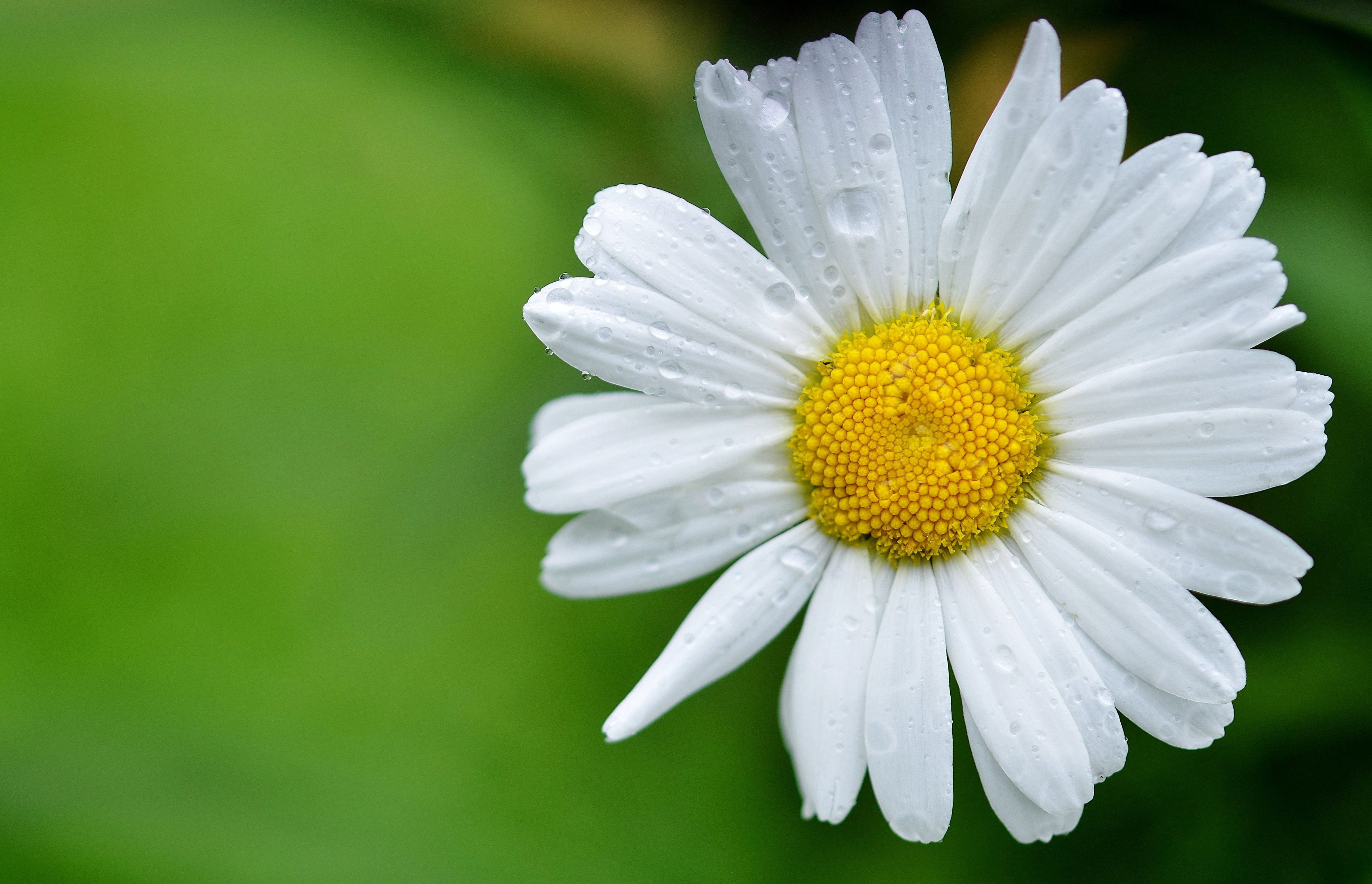Holiday rentals Daisy