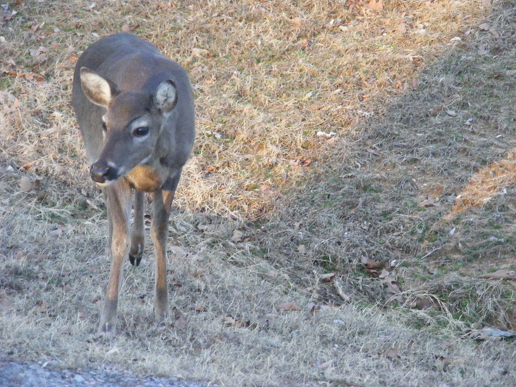 Case Vacanze Wisconsin Deer Park