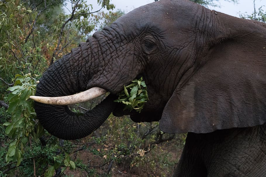 Hotels in Kapama Private Game Reserve