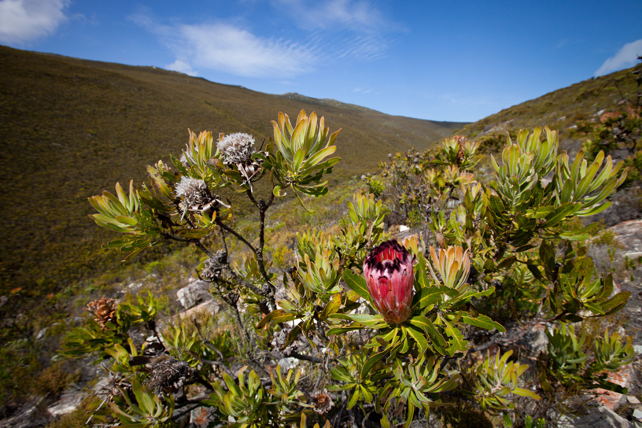 Holiday rentals De Hoop Nature Reserve