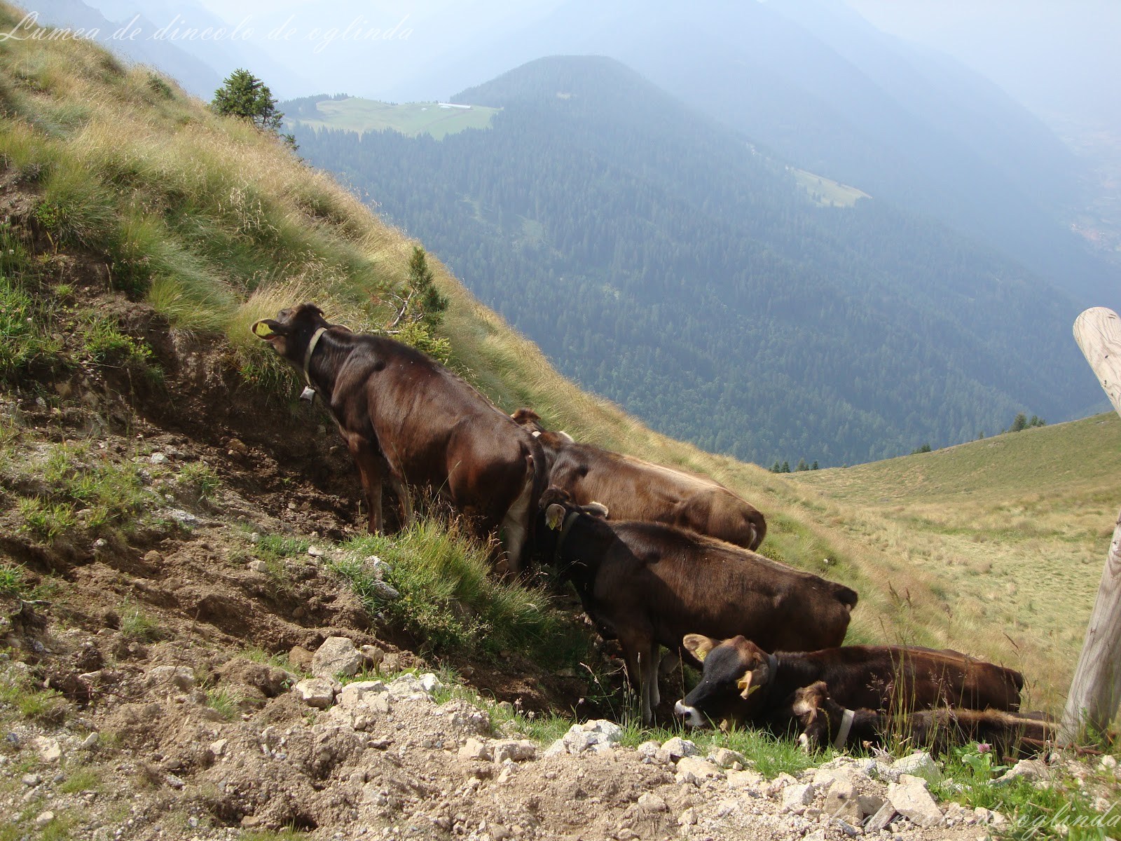 Agriturismi a Doss del Sabion