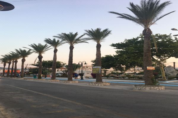 Bivalvia Beach Plus