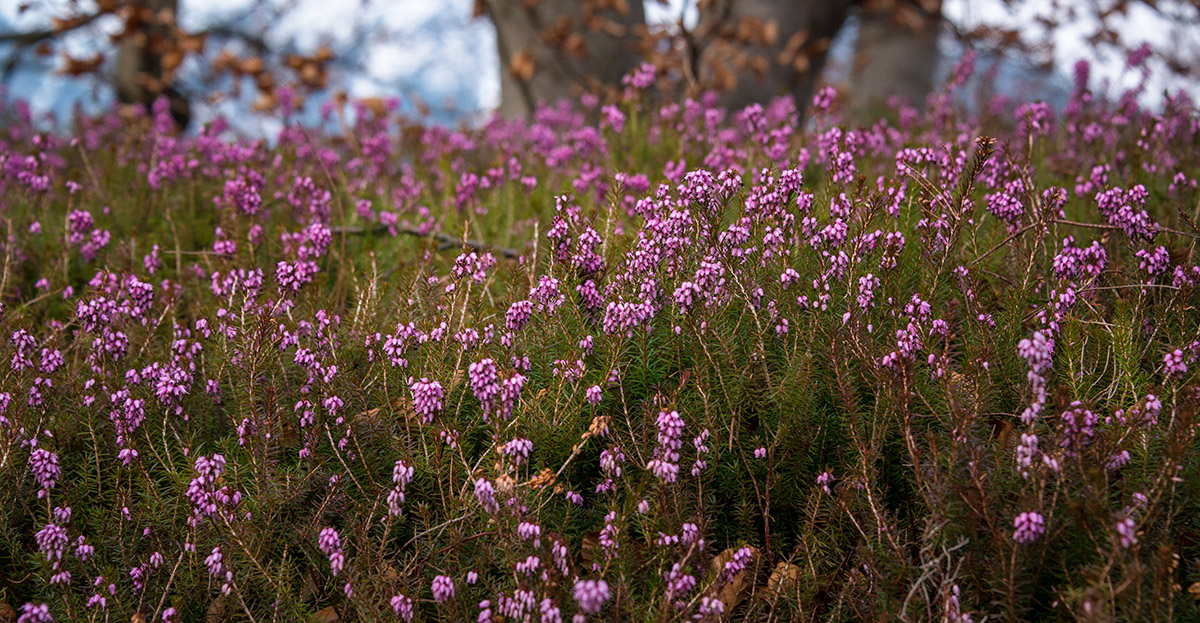 Holiday rentals Jesenice
