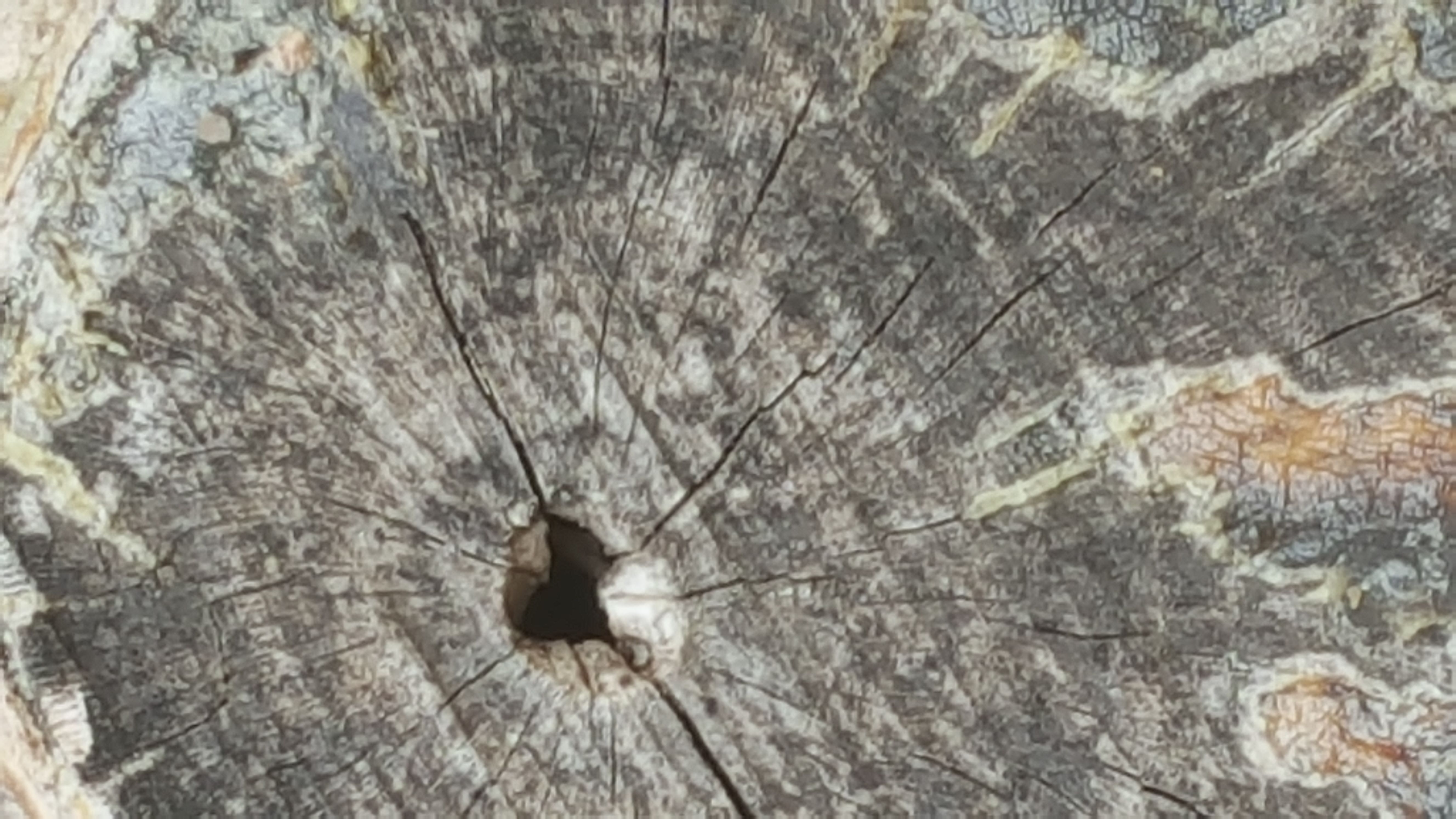 Holiday rentals Driftwood