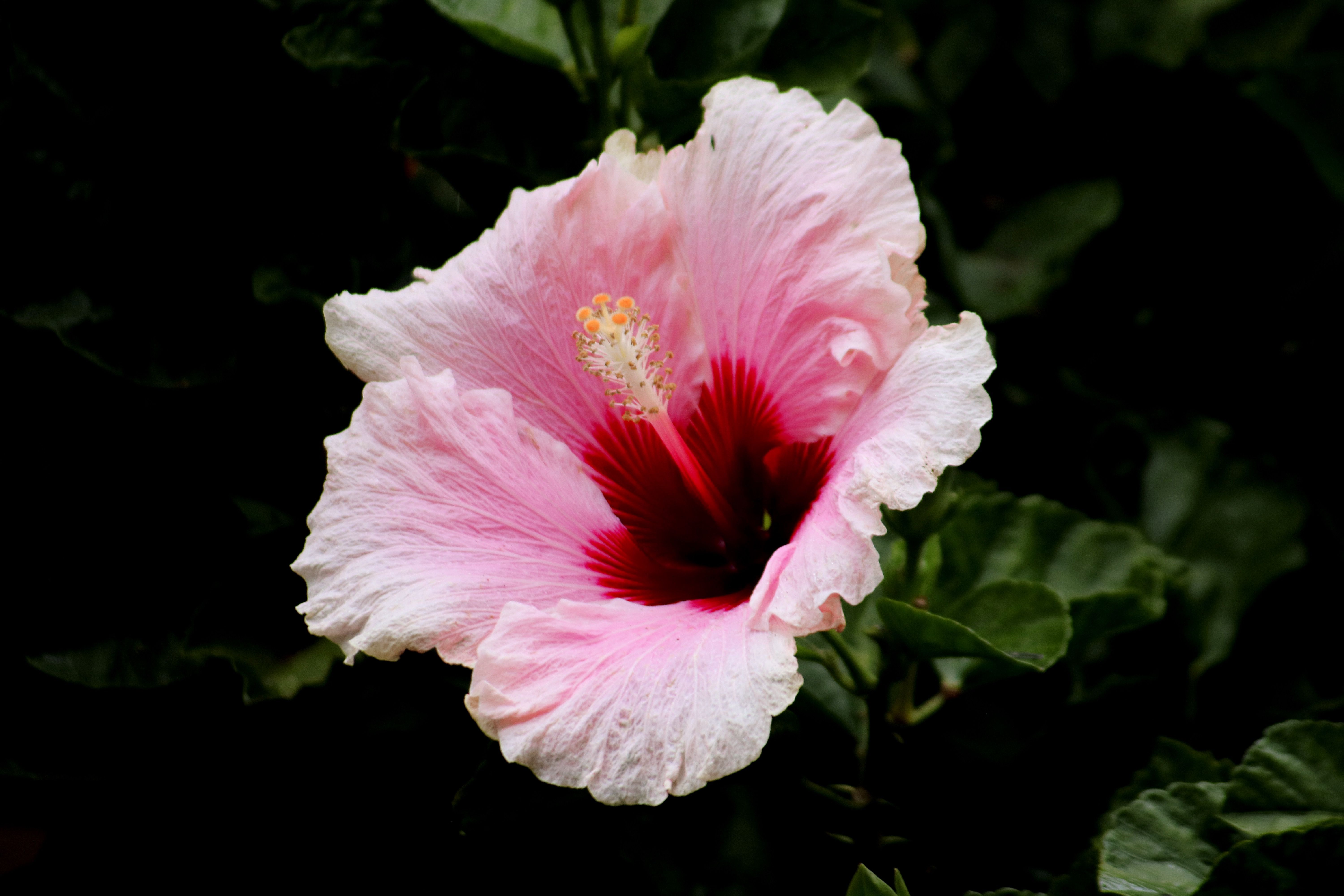 Holiday rentals Encinitas