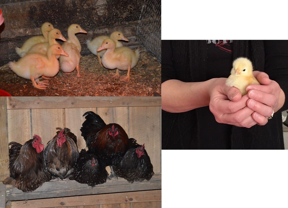 Restored historic farmhouse with pond and farm animals in Mohican State Park