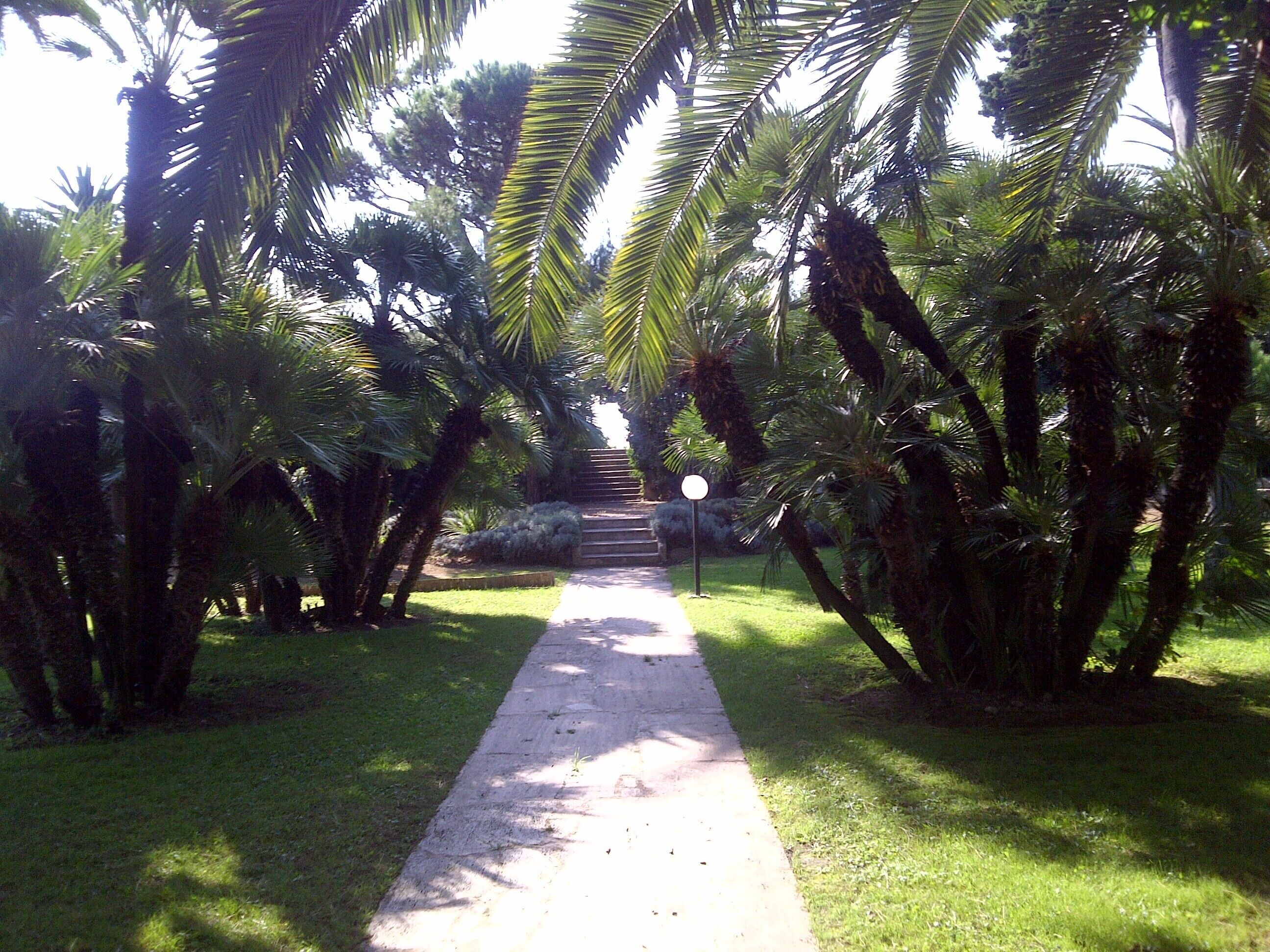 Palm grove with swimming pool by the sea