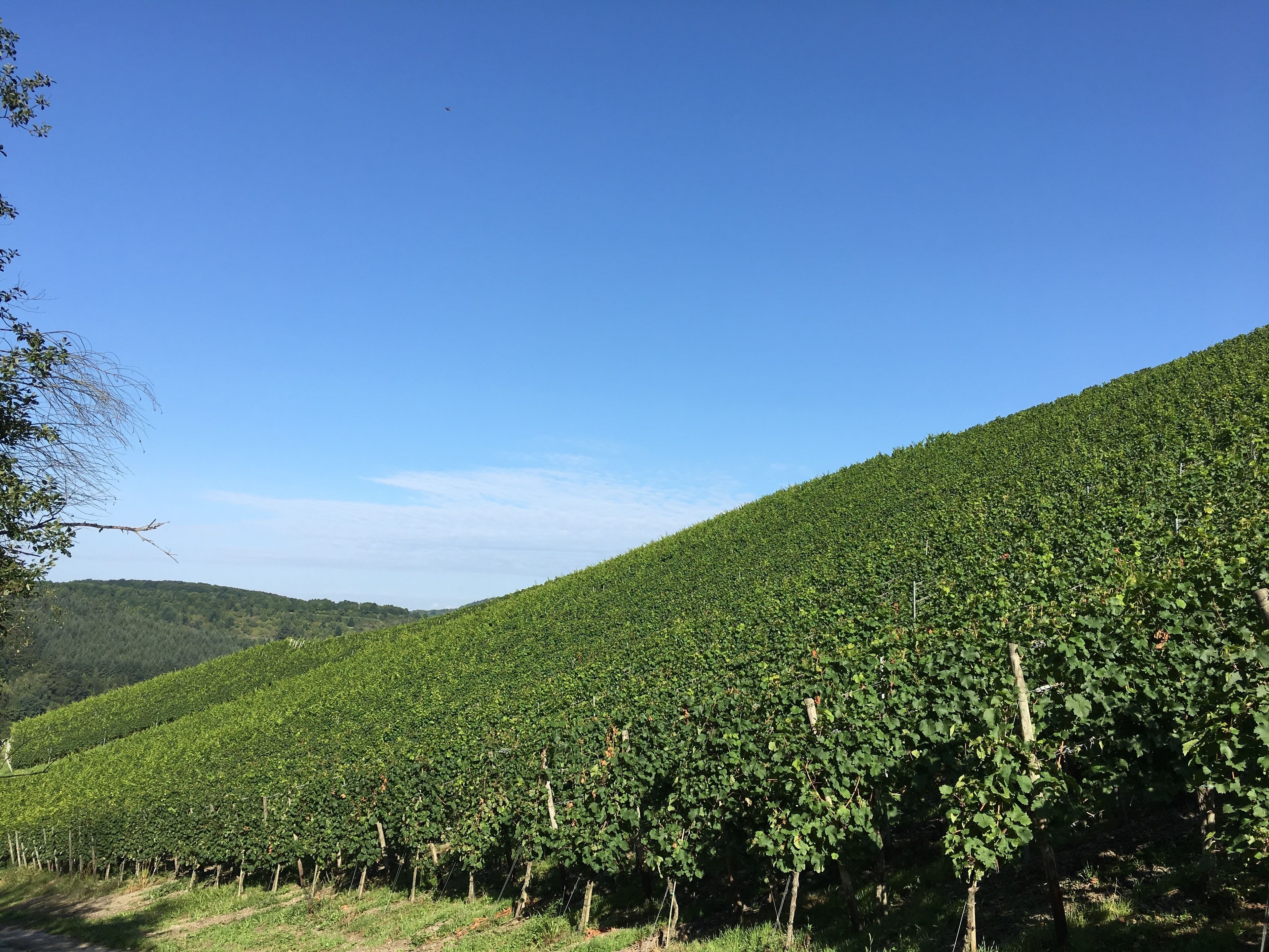 Cozy new apartment in Ruwertal 