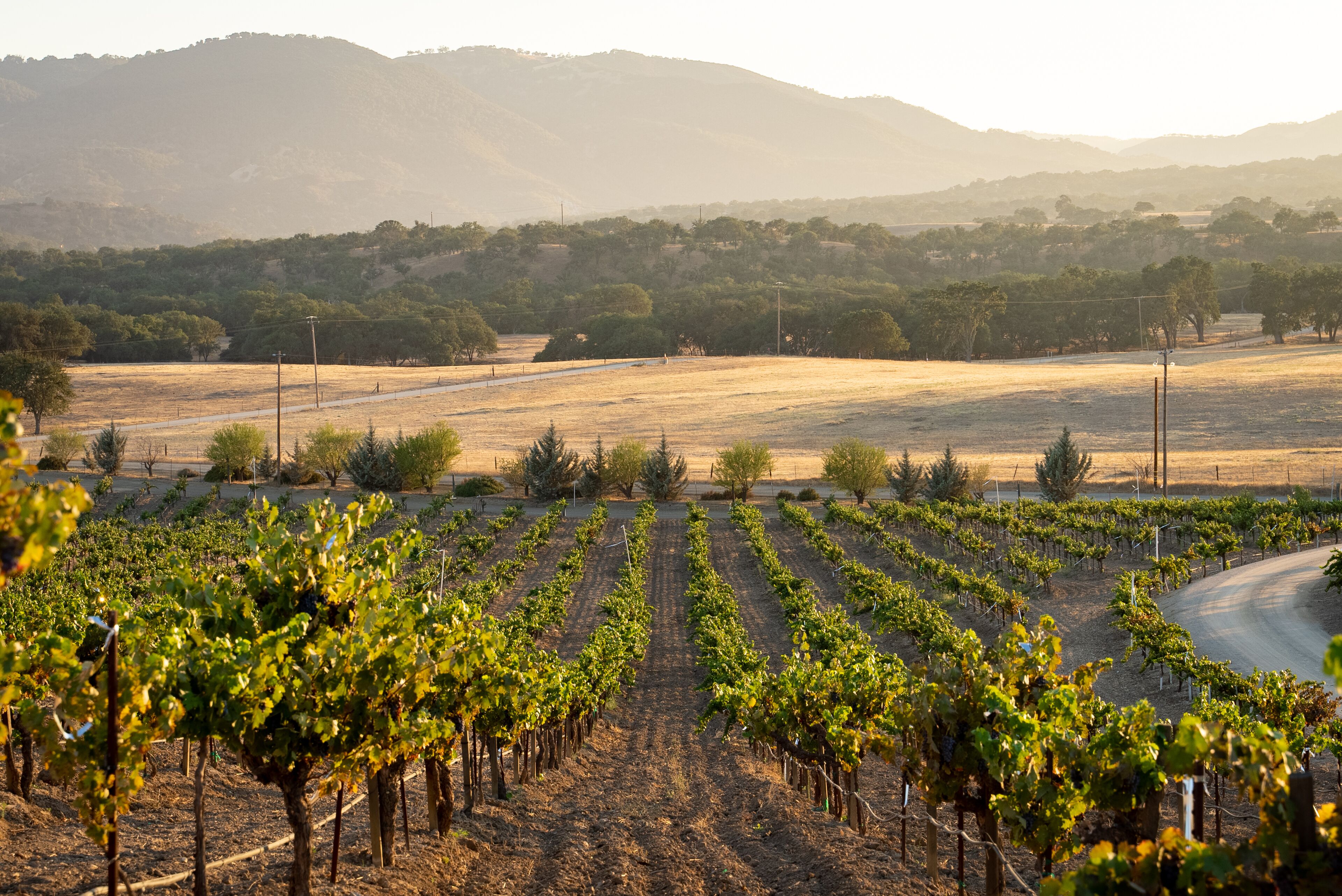 Stay on the Vineyard - Romantic -Luxury Estate Vineyard Retreat - Paso Robles 