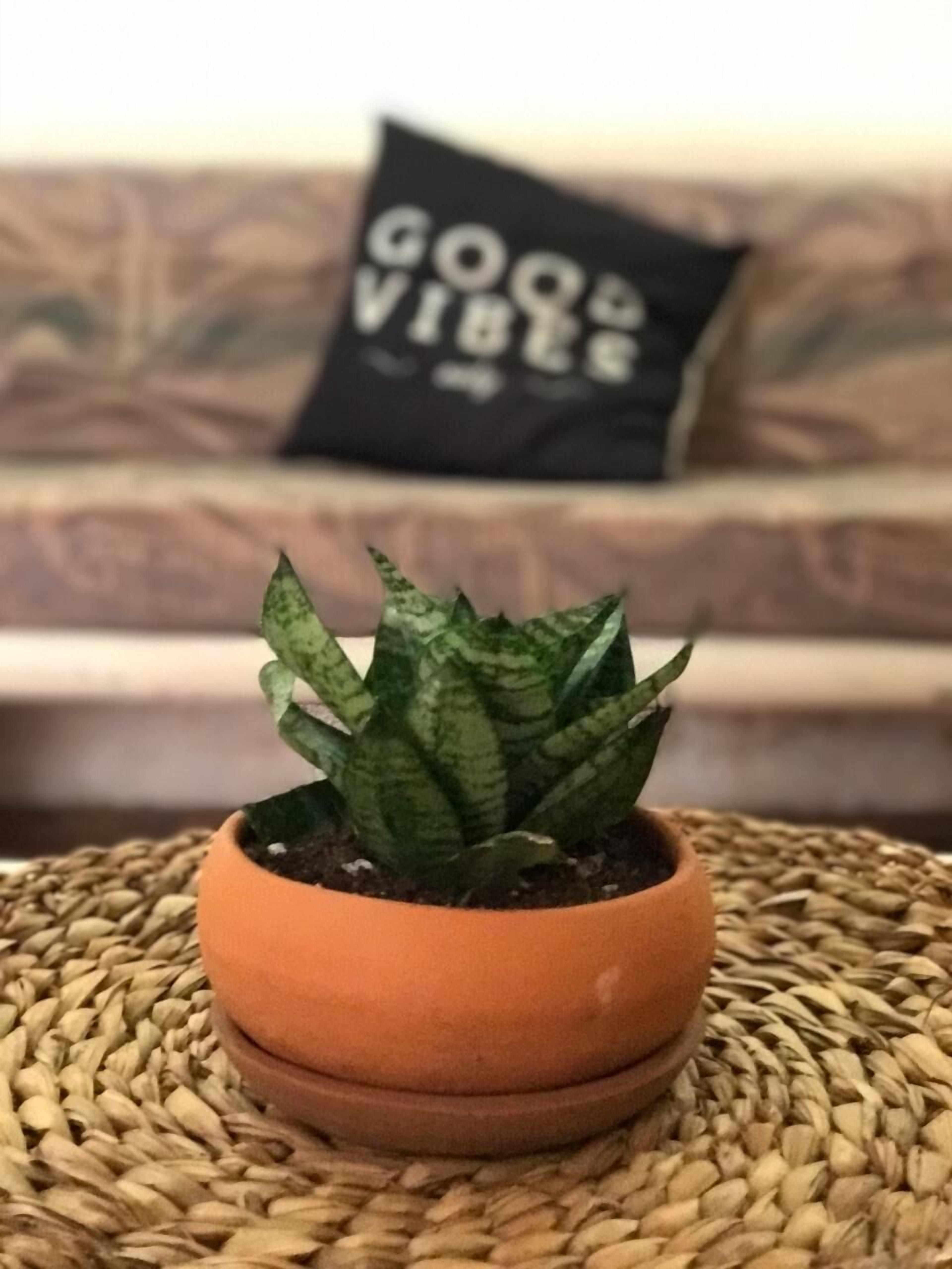 Byzantine apartment, Mexican architecture with Venetian touches.