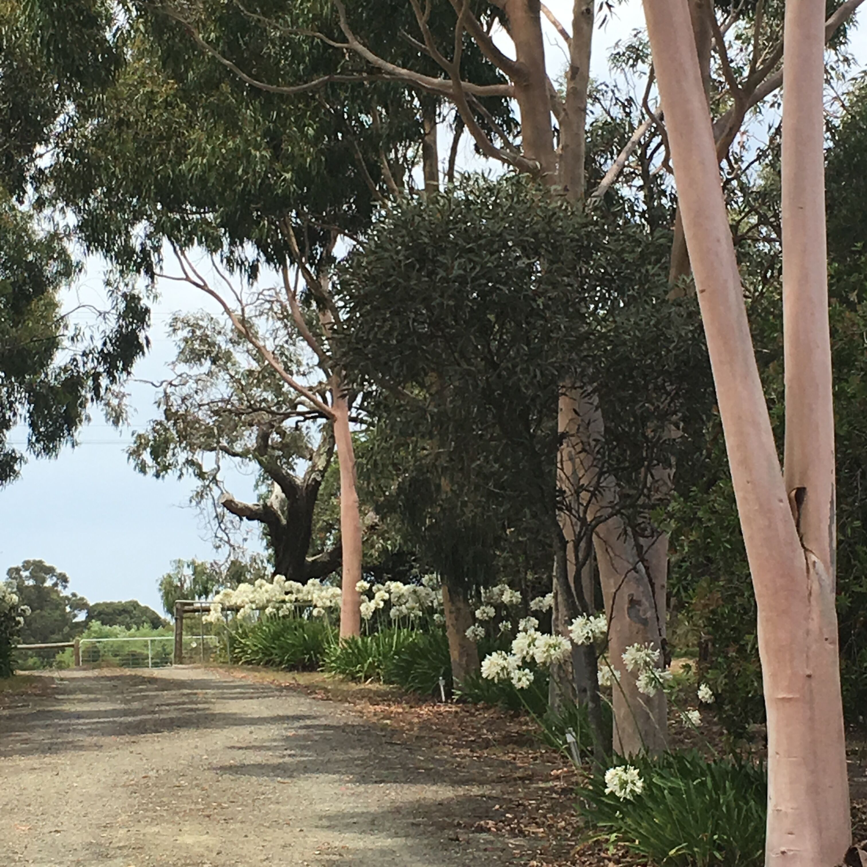 Lynwood Rural Retreat with beautiful relaxing gardens & animals. 