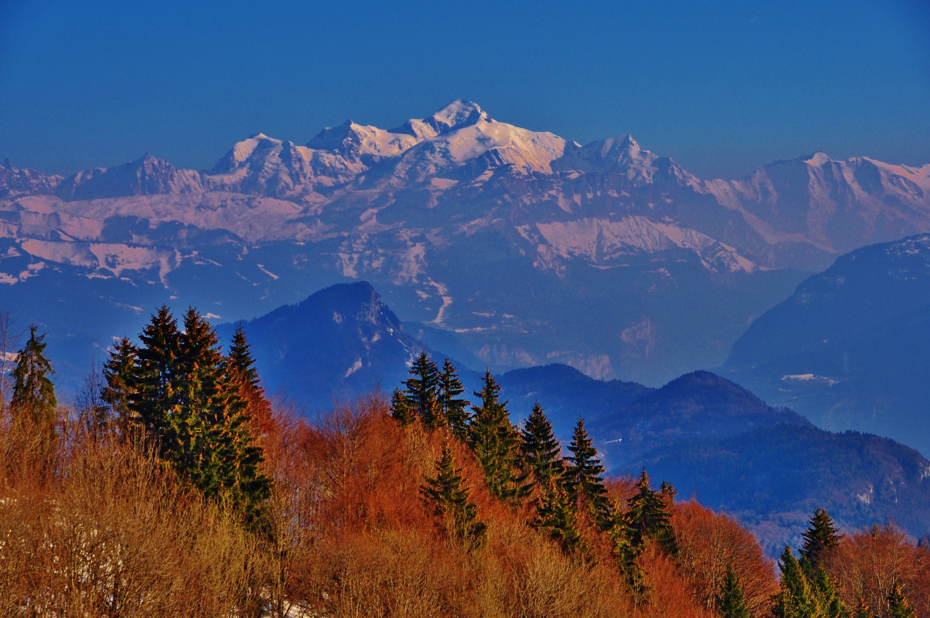 Studio Flowers of the Alps 