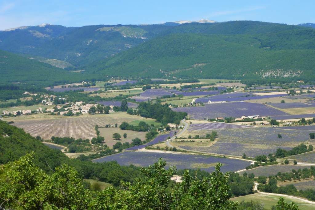 In the land of lavender, at the foot of the Lure mountain