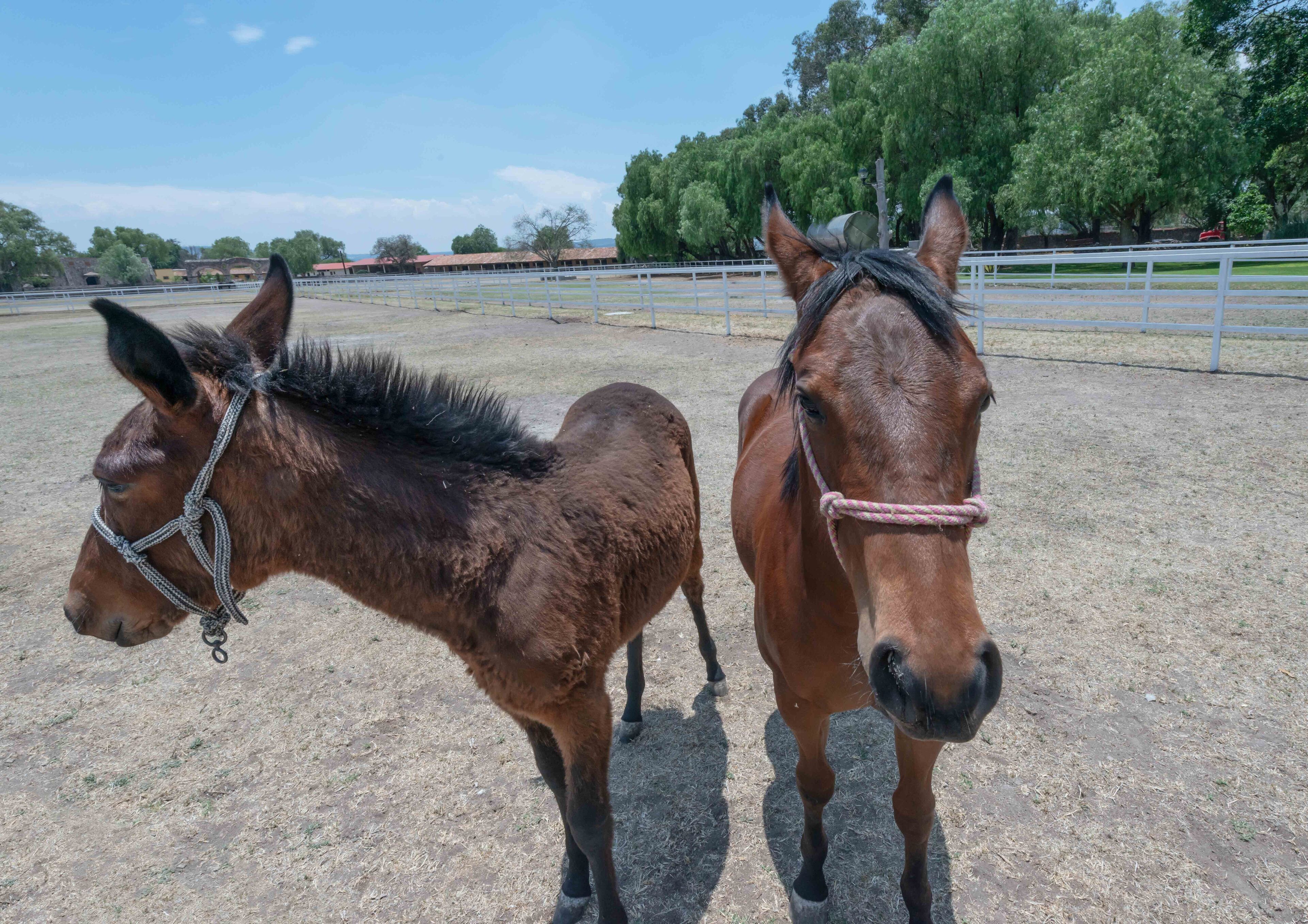 Royal Silver Meson Standard Single Room VII