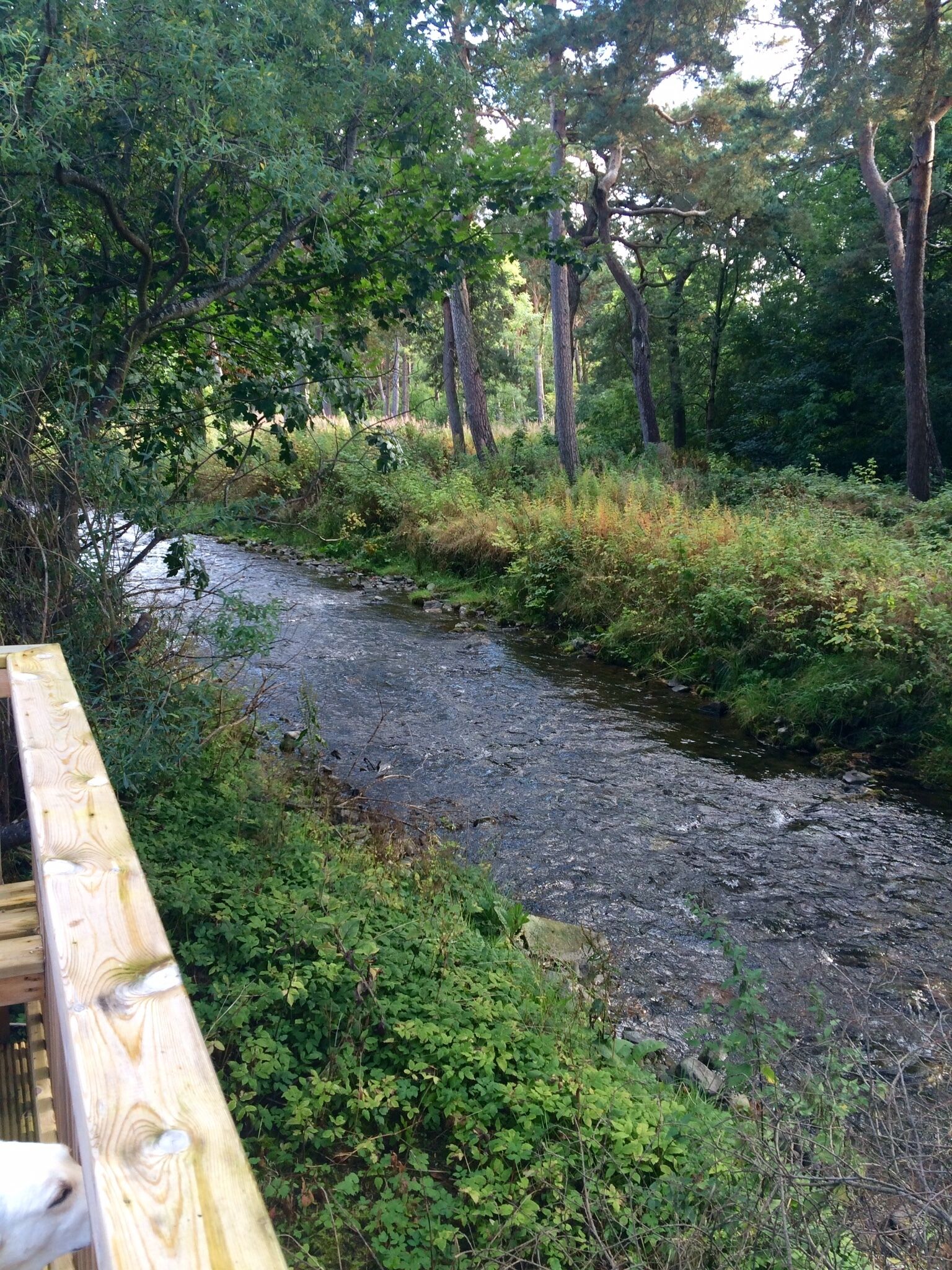 Studio at Pirn Haugh