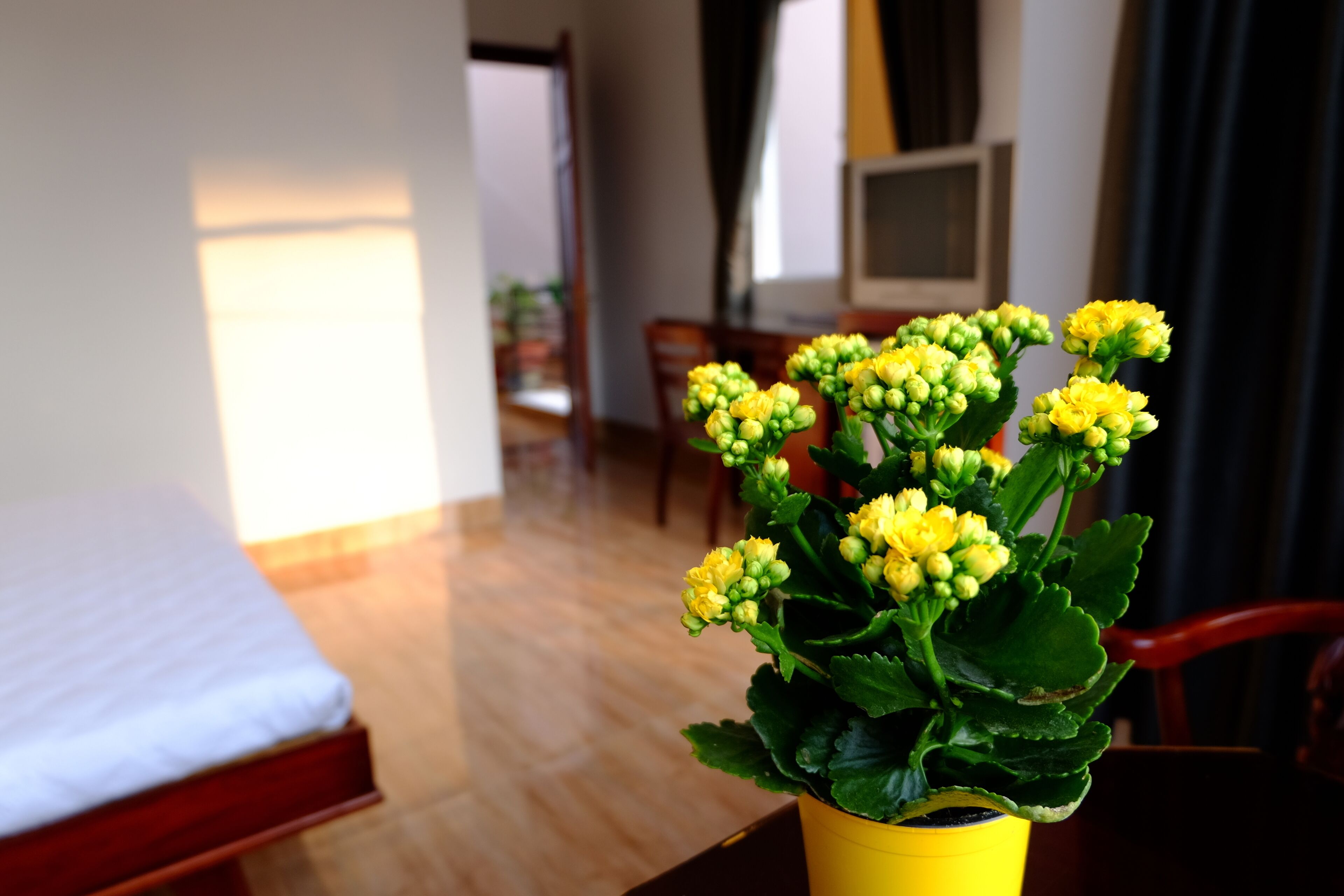 Star Fruit Homestay - May room