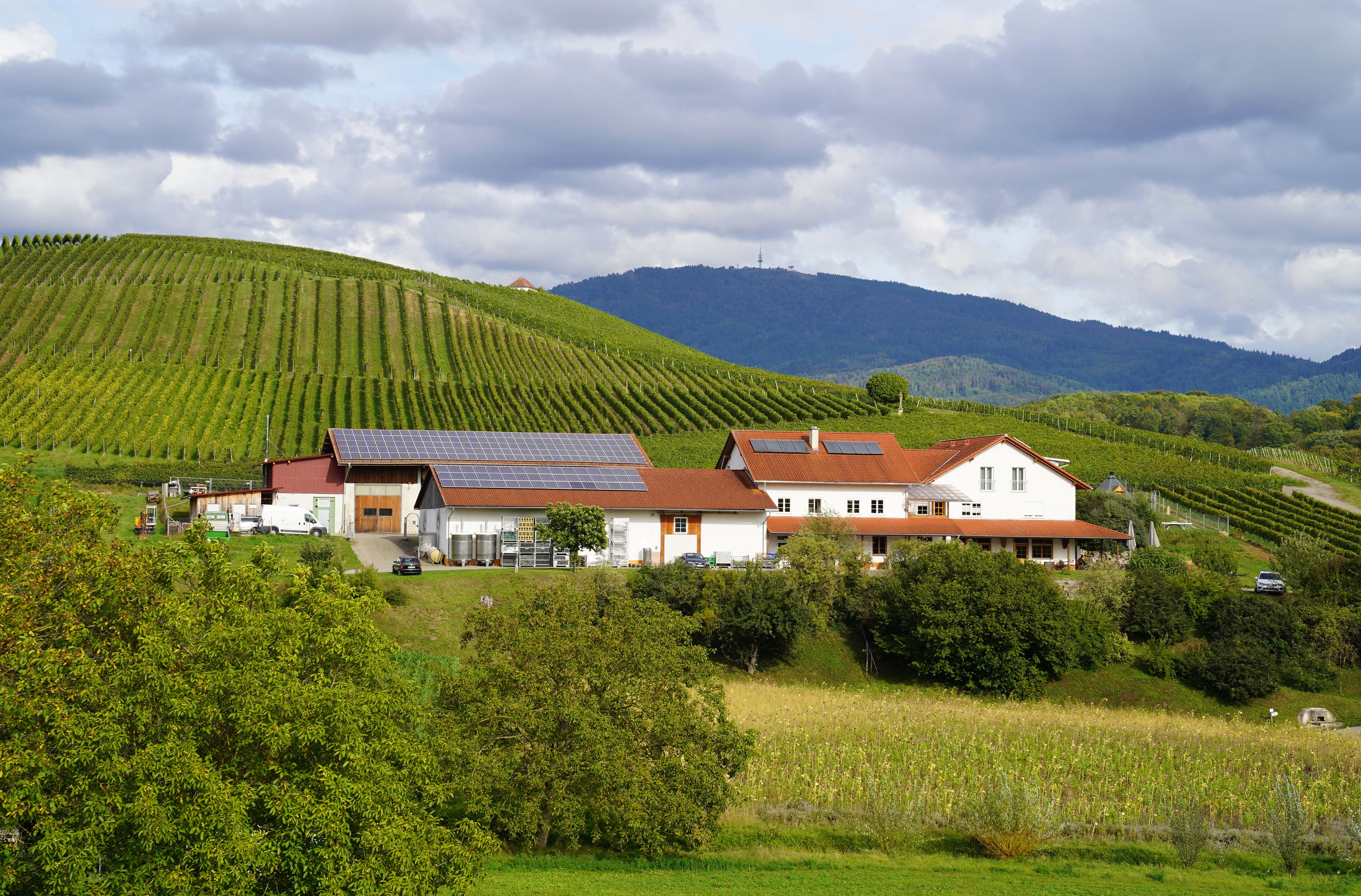 Vacation at the winery