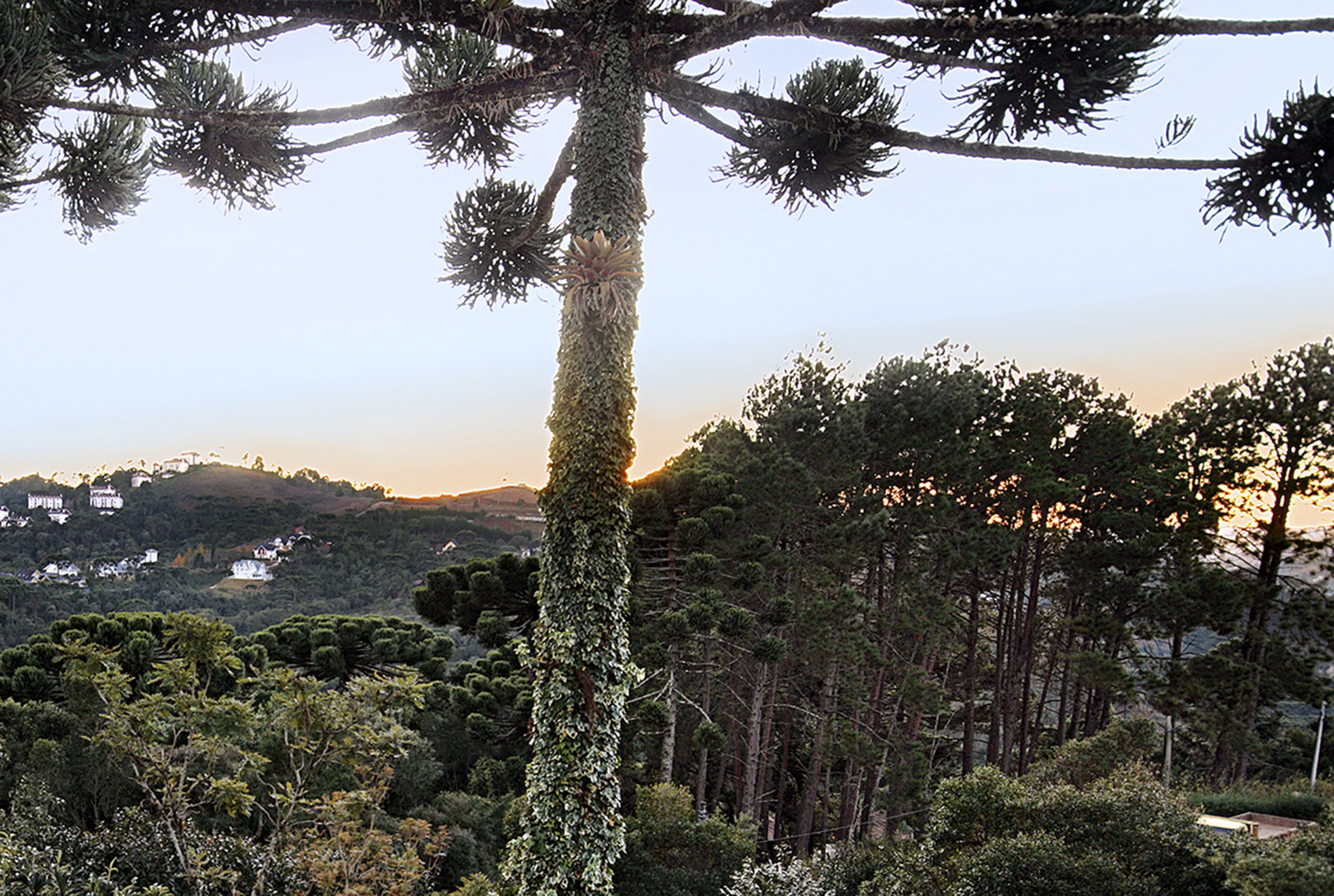 Recanto das Araucarias