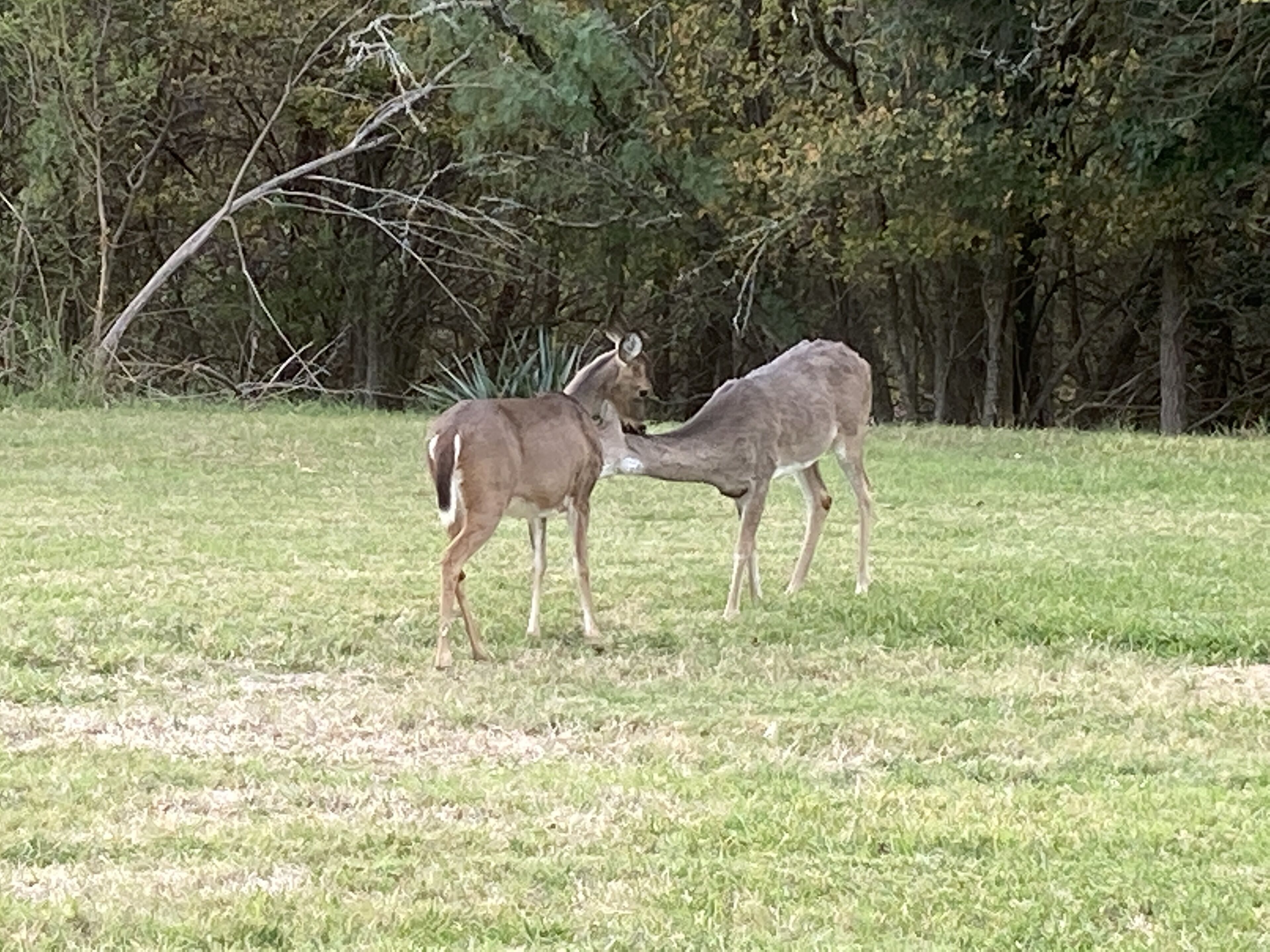 En-Deer-ing Pet Friendly Retreat 🐕