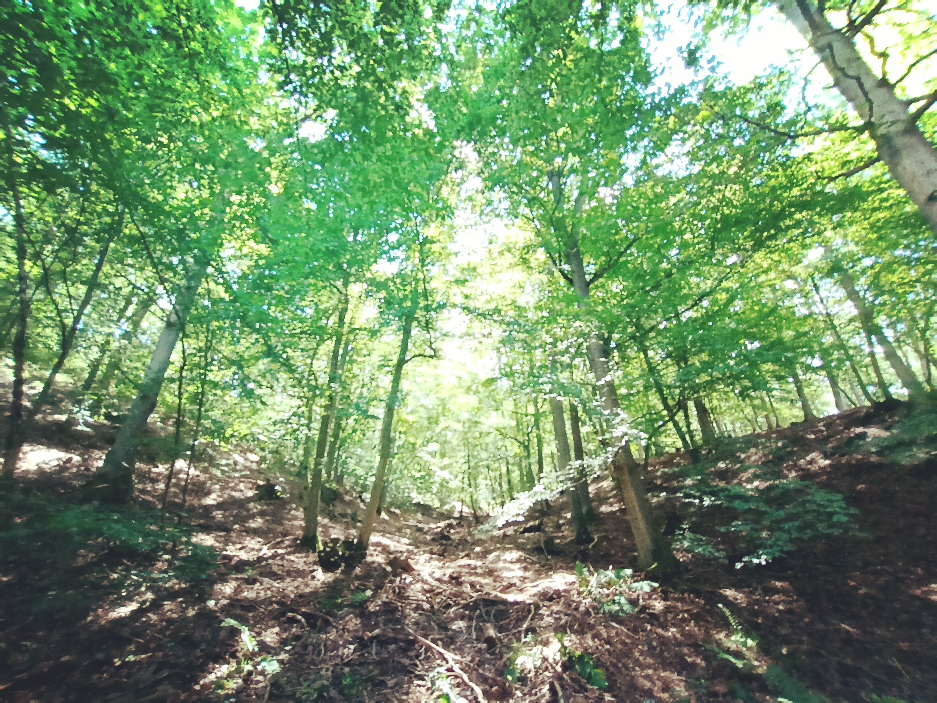 Tiny apartment in a quiet location near the North Eifel National Park
