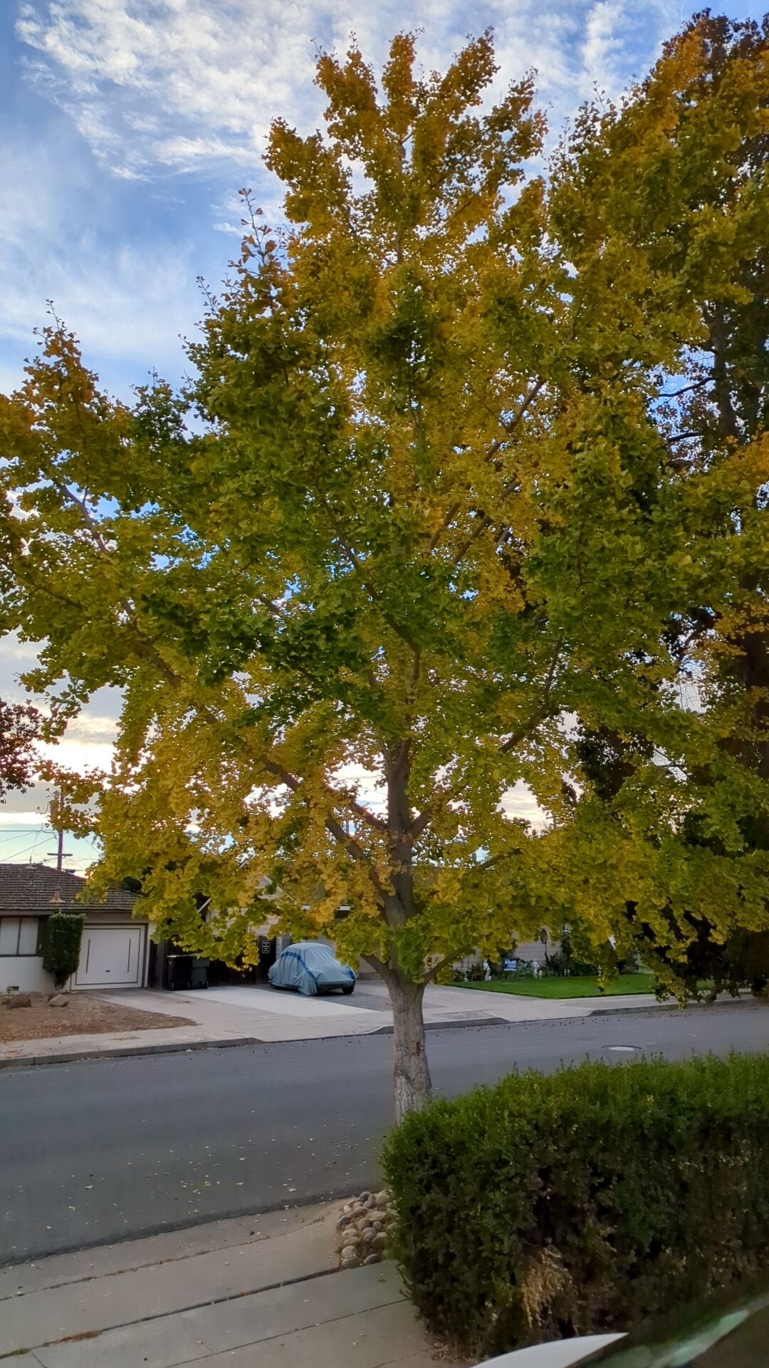 Cozy home right next to Great Mall in 5 minutes walk distance