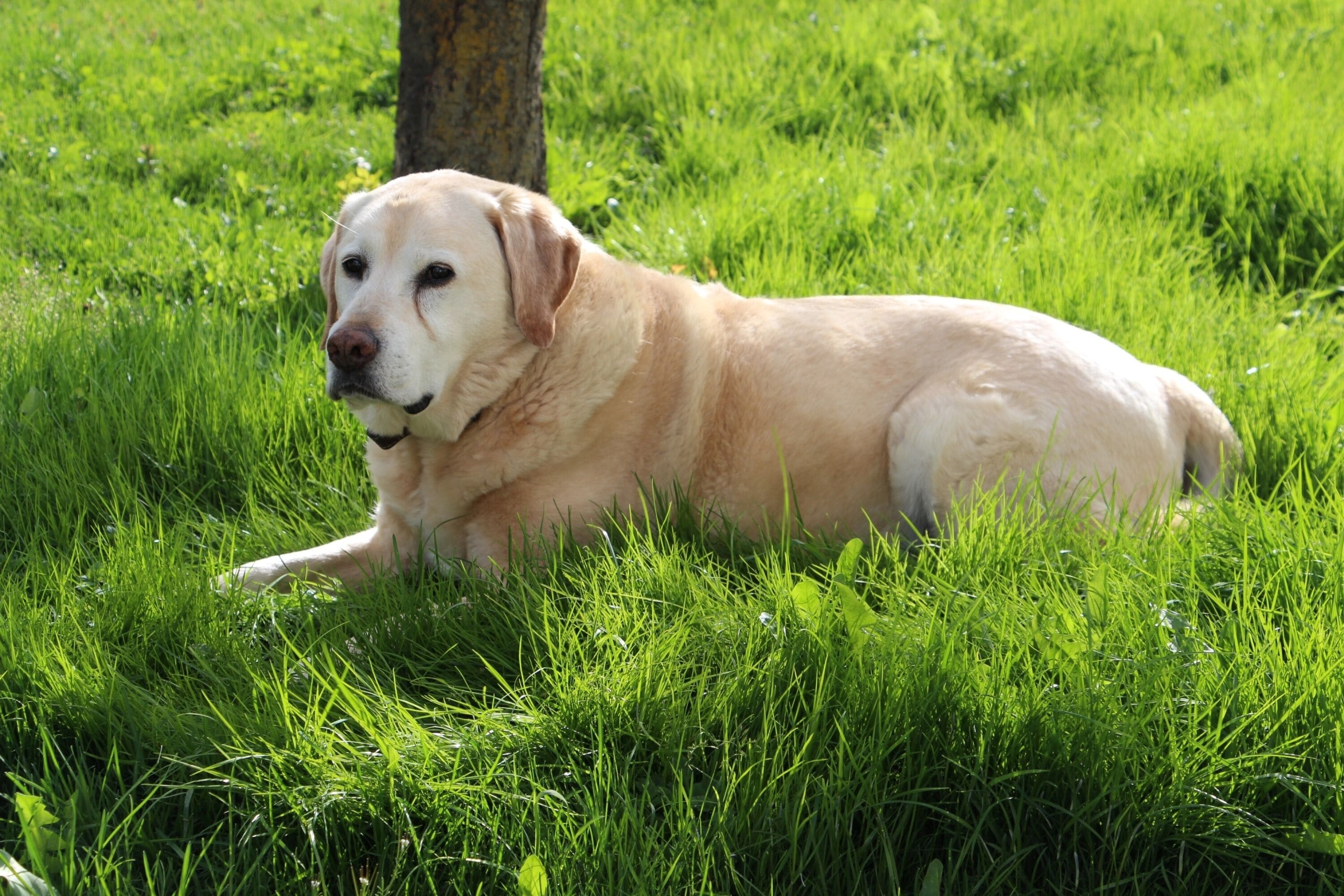 Dog-friendly apartment Sesvenna on the ground floor