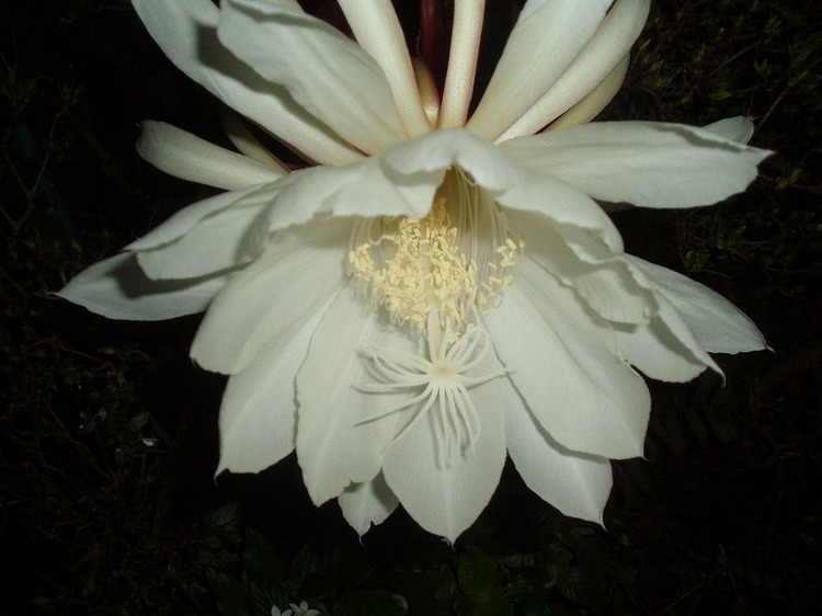 Minshuku Funamiso (Hachijojima)