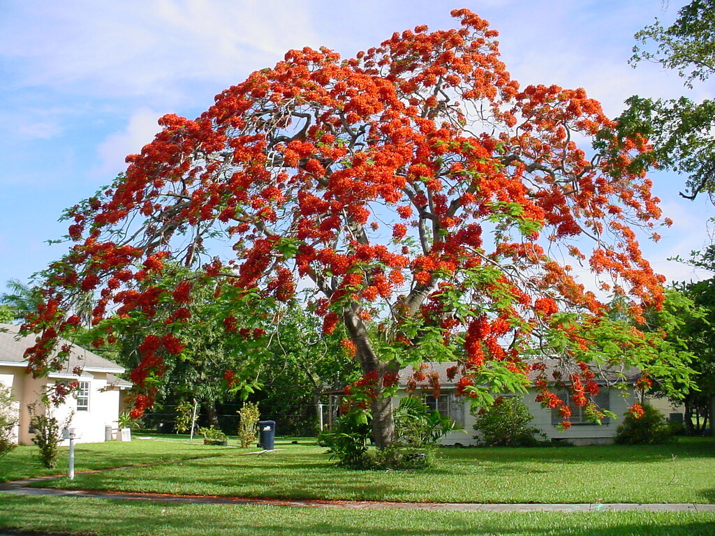Holiday rentals Poinciana