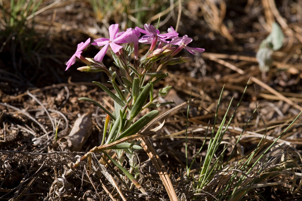 Holiday rentals Zuni