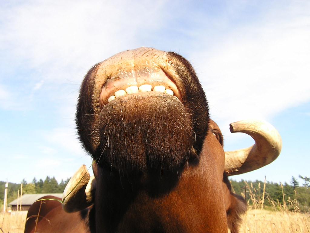 Holiday rentals Lopez