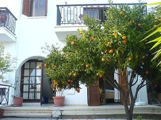 Lemon Tree House with free car