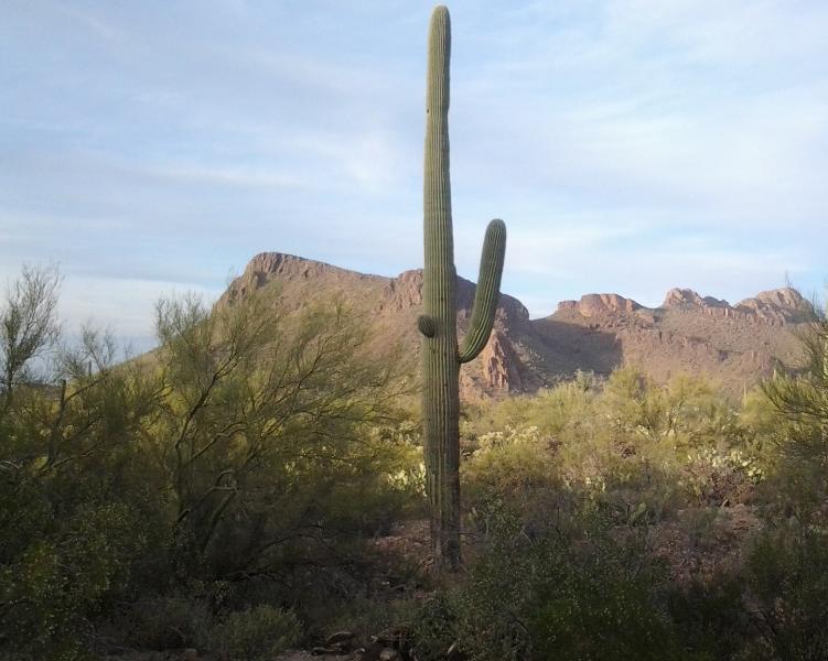 Cozy Retreat Near Saguaro National Park West