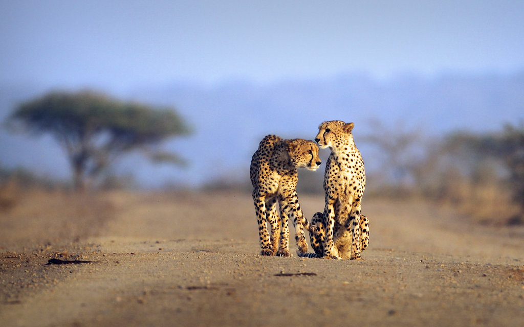 Thanda Safari