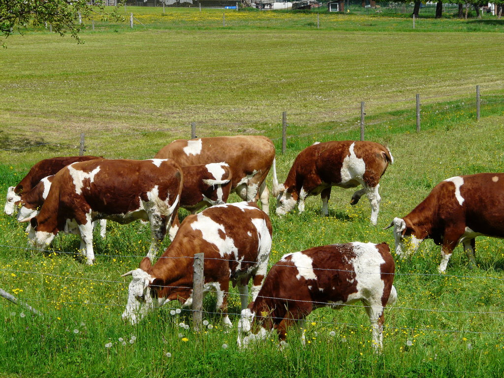 Hohenlohe