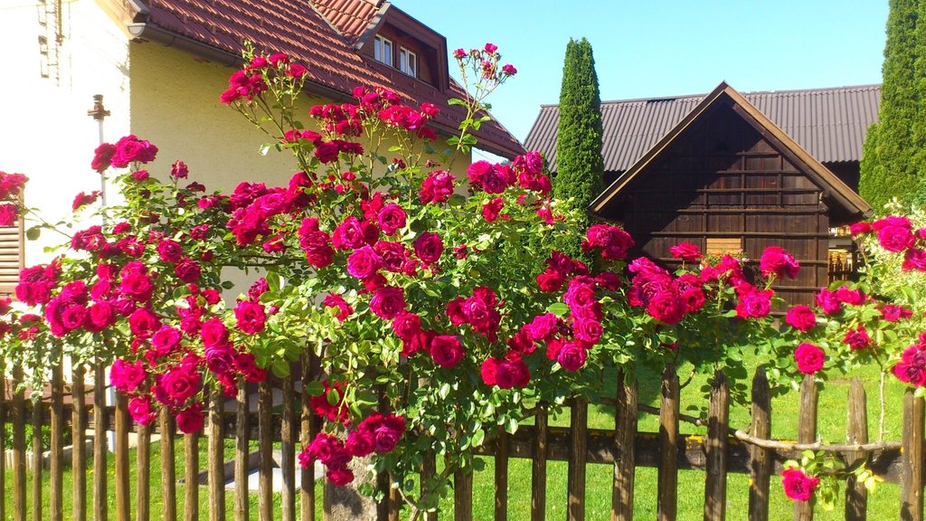 und Ferienhaus Schiestl Pension