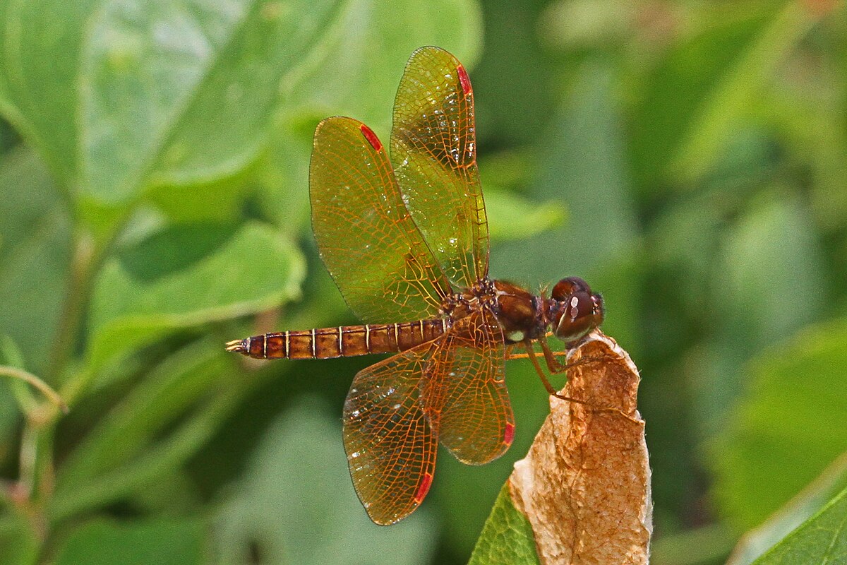 Holiday rentals Woodbridge