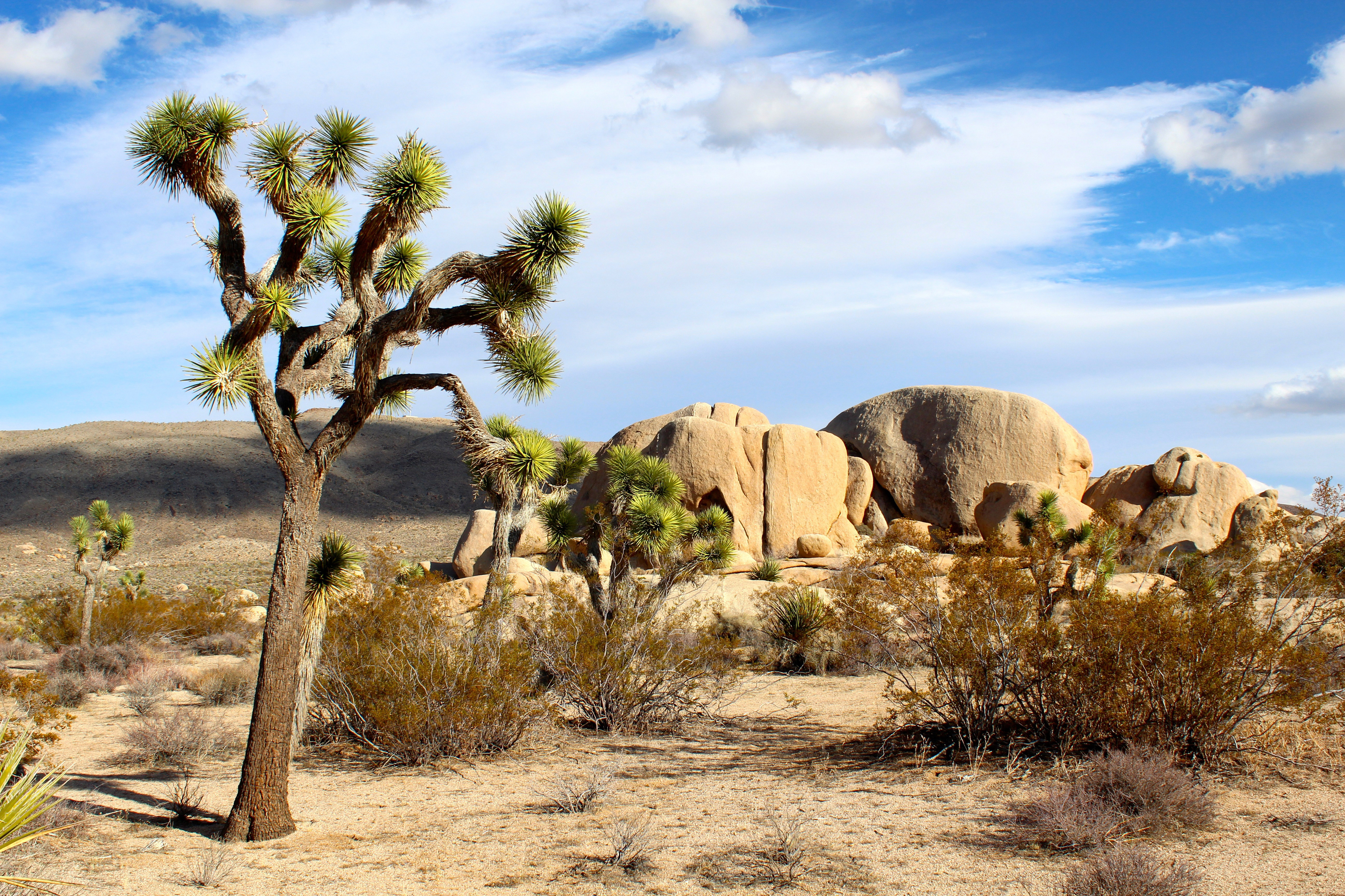 Holiday rentals Joshua Tree